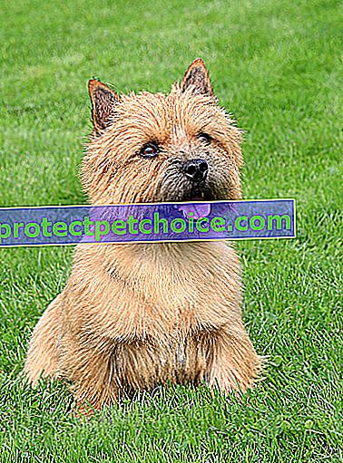 Foto: perro Norwich Terrier en mascotas