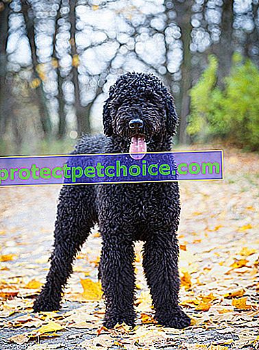 Снимка: Руско черно куче териер на домашни любимци
