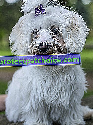Foto: perro Bichon Maltais en mascotas