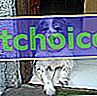 Zdjęcie Jumbo, Bedlington Terrier