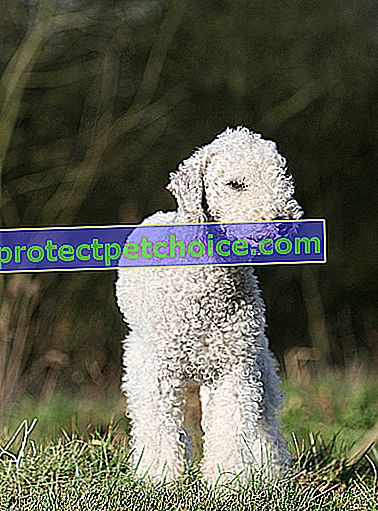 Foto: raza de perro Bedlington Terrier en Pets