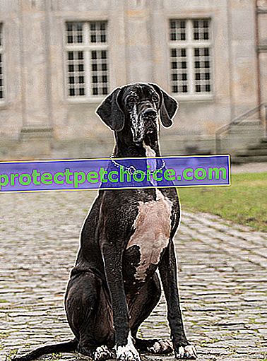 Foto: perro gran danés en mascotas