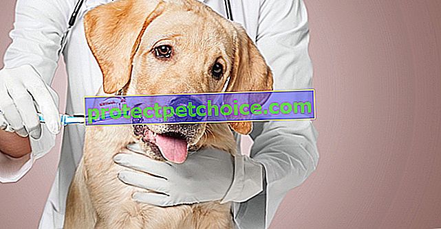 Лечение неприятного запаха изо рта у собак