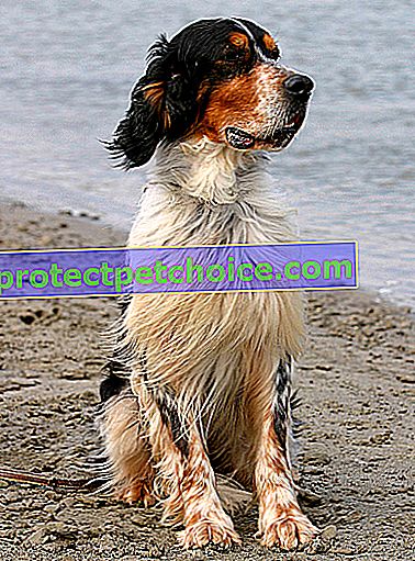 Foto: perro de raza Setter inglés en mascotas