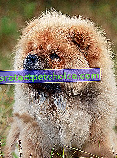 Zdjęcie: Chow Chow Dog Breed on Pets