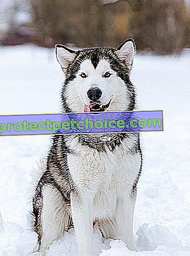 Zdjęcie: Alaskan Malamute dog on Pets