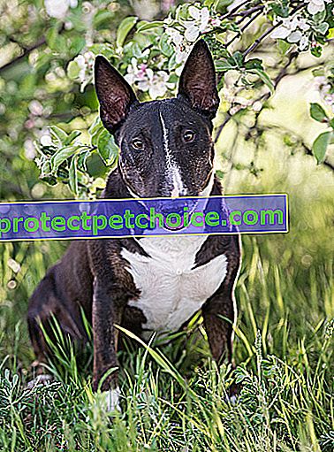 Foto: Perro Bull Terrier en Mascotas