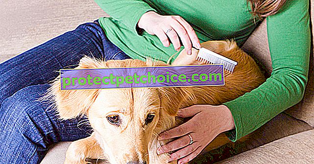 Liečba kliešťov u psov