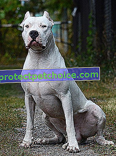 Foto: Dogo Argentino on Pets