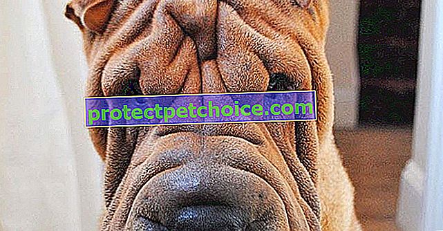 17 fotografij psov Shar-Pei, ki dokazujejo nagubano kožo, je lahko najlepše