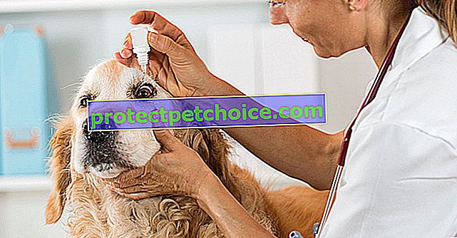 Cuidando a un perro ciego