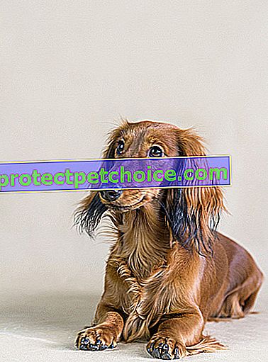 Foto: Perro Dachshund en Mascotas