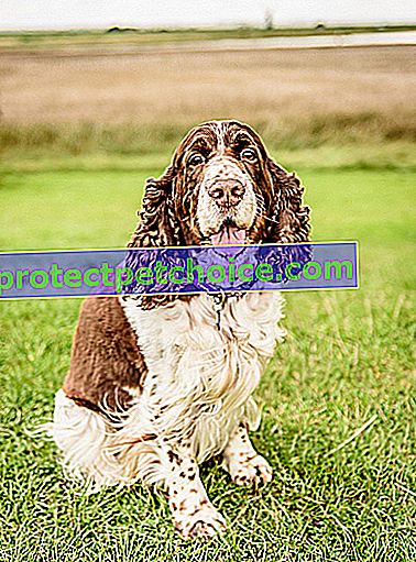 Foto: Anglický pes Springer na zvířatech