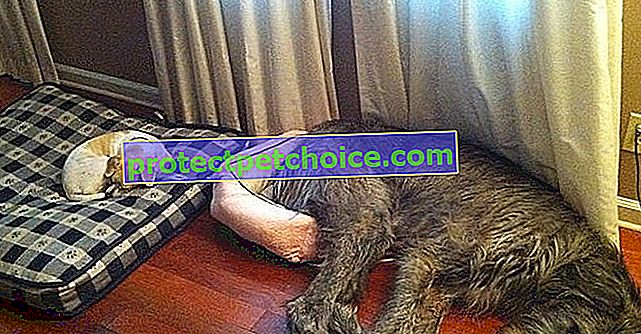 23 fotos de Irish Wolfhounds, ¡estos perros de tamaño impresionante!