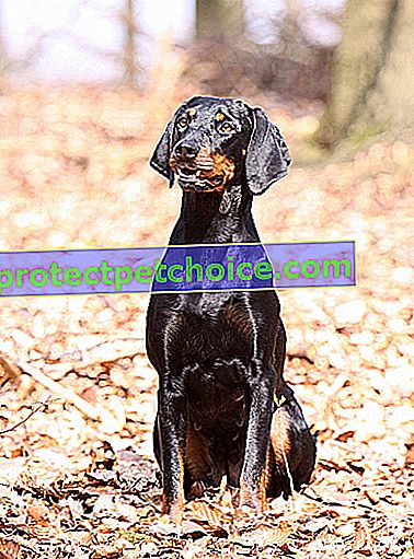 Foto: černý s pálením rakouský brachet pes na zvířatech