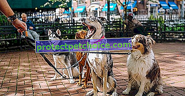 Nutralife Canin to karma uzupełniająca, która przywraca psu witalność i energię