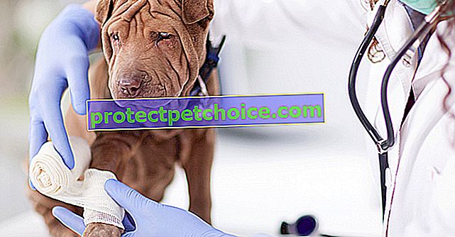 Cena veterinární péče o psy
