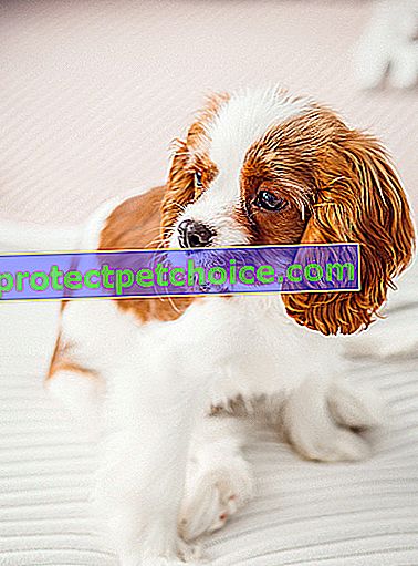 Снимка: Кавалер Кинг Чарлз шпаньол порода куче на домашни любимци