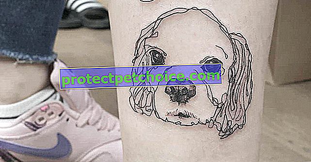 31 из самых красивых татуировок, сделанных в честь собак