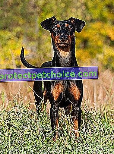 Foto: Pinscher pes na zvířatech