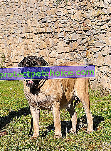 Foto: pes plemena mastif na domácich miláčikoch