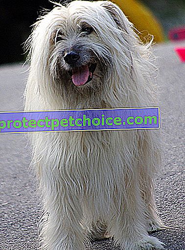 Photo : chien de race Berger des Pyrénées sur Pets