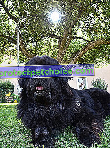 Foto: Perro de Terranova en Mascotas