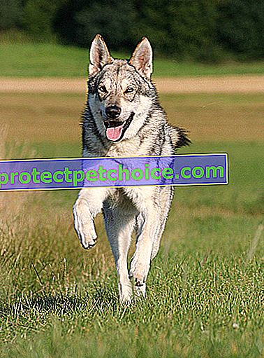 Foto: Perro lobo de raza Saarloos en mascotas
