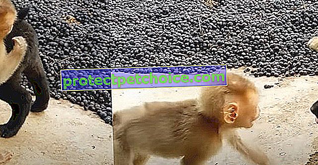 Два цуценята знайомляться з мавпочкою у притулку і знаходять дружбу наймилішим способом! (Відео)