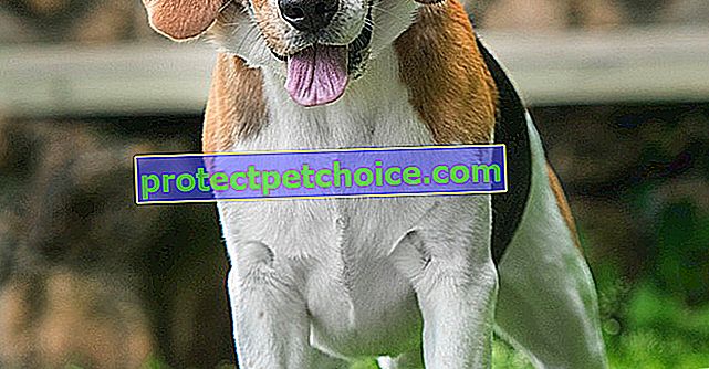 Ubezpieczenie zdrowotne Twojego Beagle