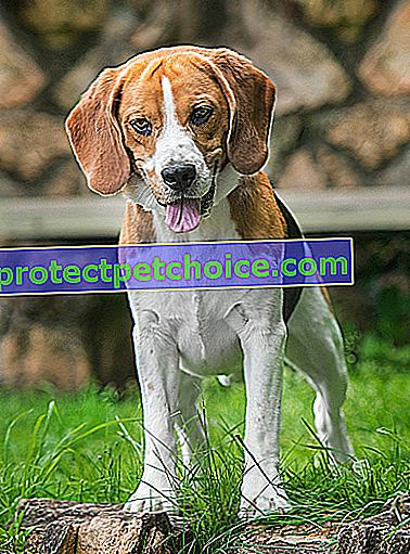 Foto: perro de raza Beagle en mascotas
