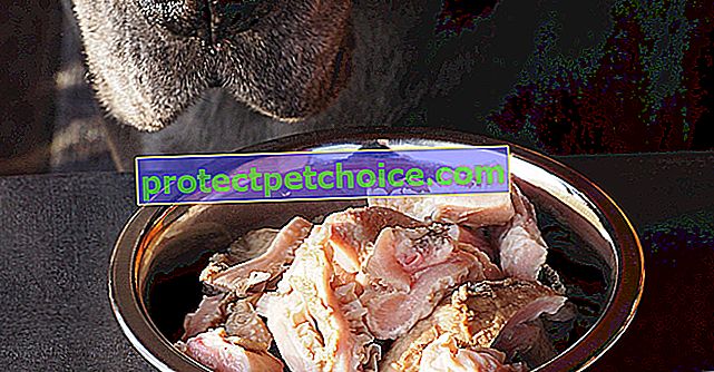 Ako kŕmiť psa surovým krmivom?