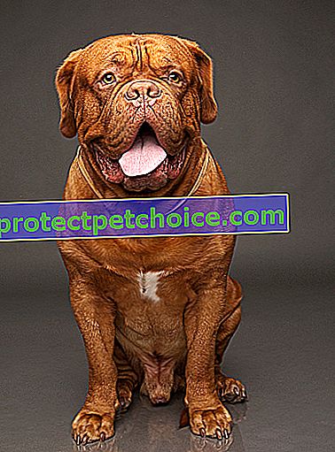 Foto: Dogue de Bordeaux pes na zvířatech