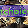 Снимка на чок, родезийски риджбек