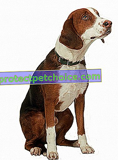 Foto: Německý brachet pes na mazlíčcích