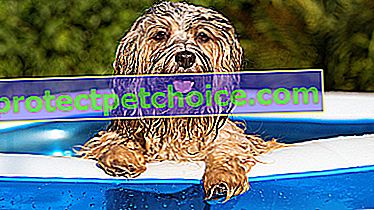 Фото: найкращий басейн для собак