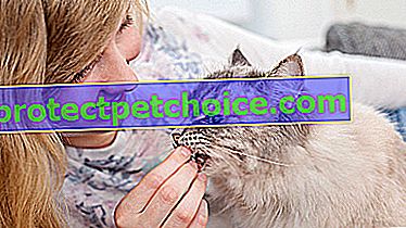 Foto: Najlepší dewormer pre mačky