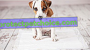Foto: Mejor arena para perros