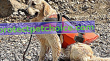 Снимка: Най-доброто спасително яке за кучета