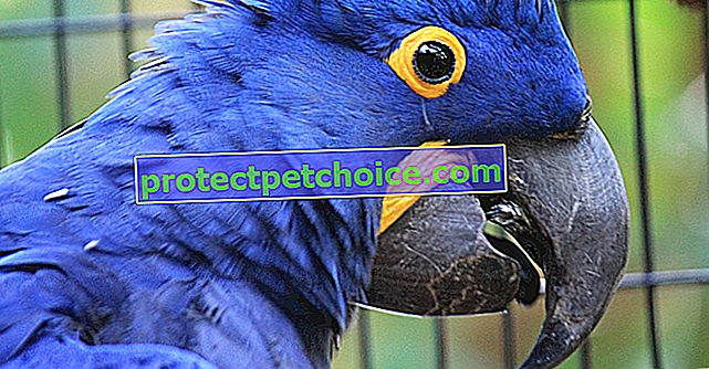 Hyacint papoušek