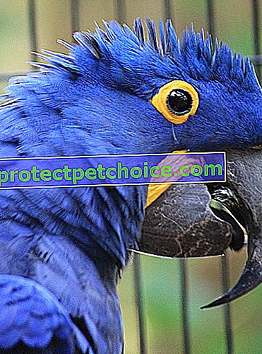 Фото: Гіацинт ара птах породи на домашніх тваринах