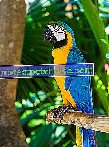 Foto: pájaro de raza guacamayo azul y amarillo en mascotas