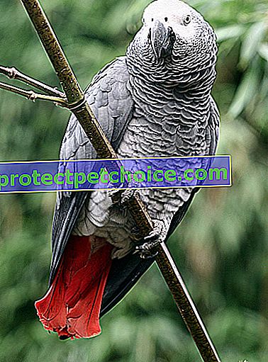 Фото: Сірий птах з Габону на домашніх тваринах