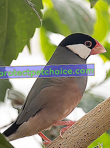 Foto: vták Java Padda na zvieratách