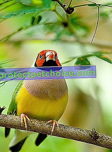 Снимка: Gouldian Finch птица на домашни любимци
