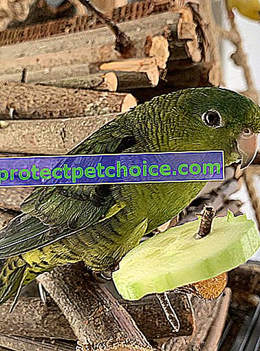 Снимка: Катрин Папуга порода птица на домашни любимци