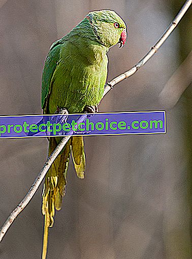 Фото: Пташка породи попугайчик з кільцями на шиї на домашніх тваринах