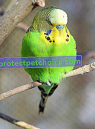 Снимка: Птица порода вълнисти папагали на домашни любимци