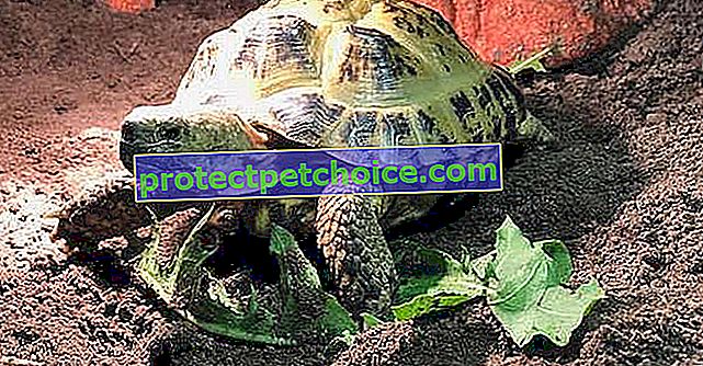 Malá želva zmizí, její majitel ji najde o měsíc později