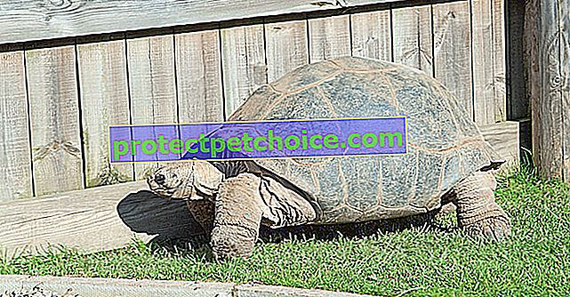 Který výběh nebo terárium zvolit pro vaši suchozemskou želvu?